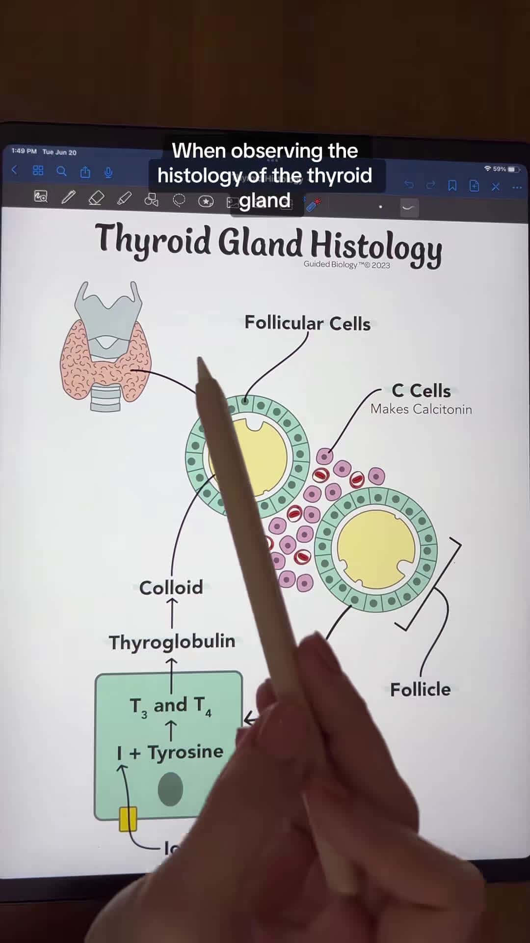 Cover for Thyroid Gland Histology and Hormone Production #fyp #fypシ #antomy #physiology #anatomyandphysiology #studying #anatomystudent #anatomylesson #futurenurses #biologymajor #biologystudent #premed #futurepa #student #studying #goodnotes #endocrine #thyroid #histology