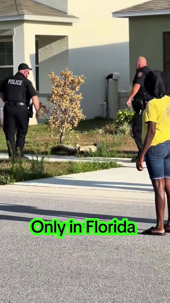 Cover for Only in Florida 😂😩 #florida #alligators #wildlife #floridalife