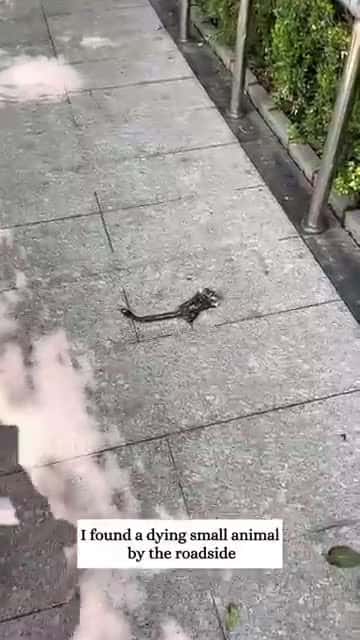 Cover for This girl found a sugar glider lying helpless on the road and then