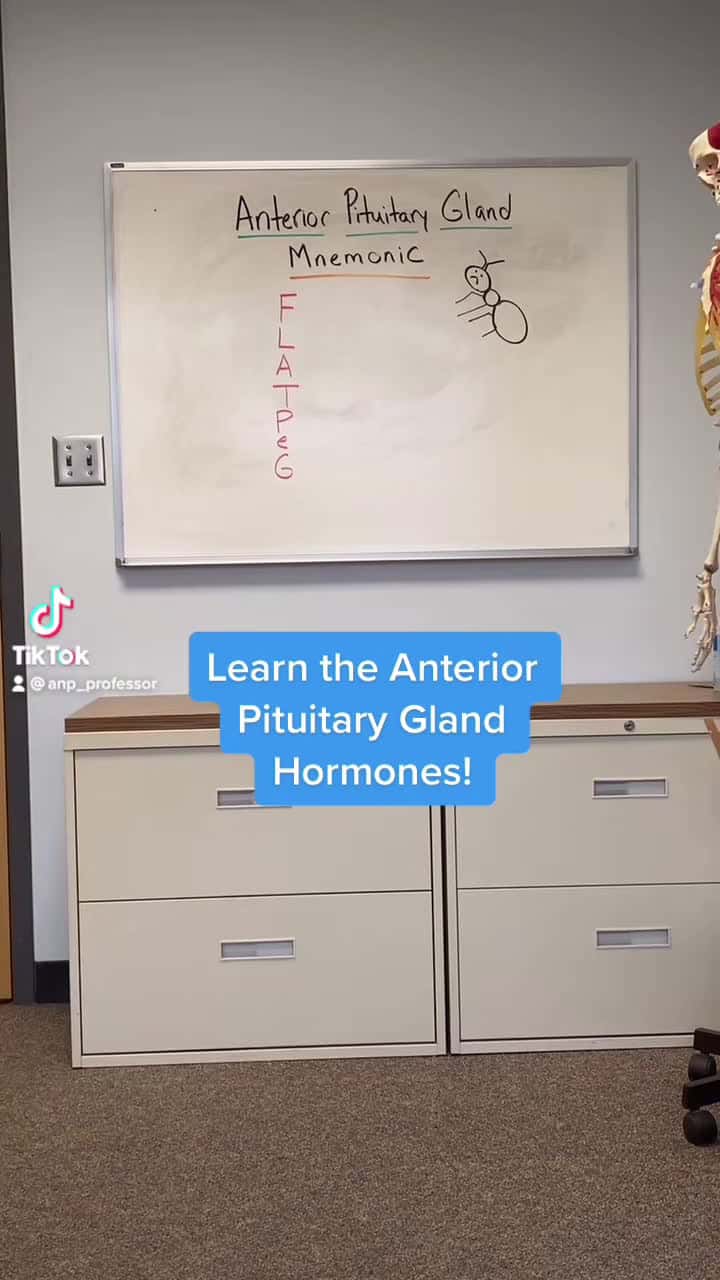 Cover for Quick A&P lesson for the day! #anatomylesson #anatomytutorial #endocrine #endocrinesystem #pituitary #physiology #dptstudent #premedstudent #medschool #nursingstudent #nursingschool #medschooltips #medicalfacts #scienceclass #foryoupage #fyp