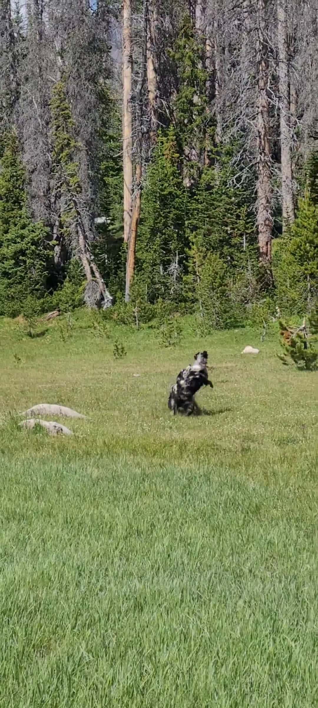 Cover for feisty pups!  #australianshepherd  #dogs  #playtime  #dogsplaying  #mountains  #hiking  #hikingadventures  #hikingwithdogs  #nature  #fun 