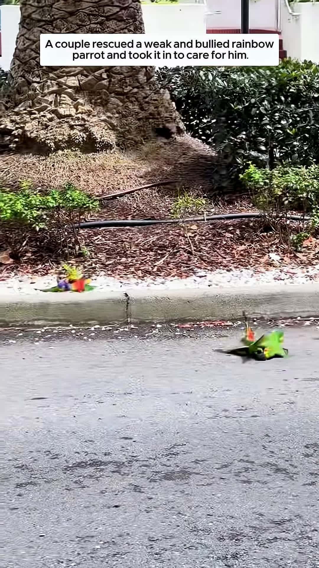 Cover for A couple rescued a weak and bullied rainbow parrot and took it in to care for him animalshorts