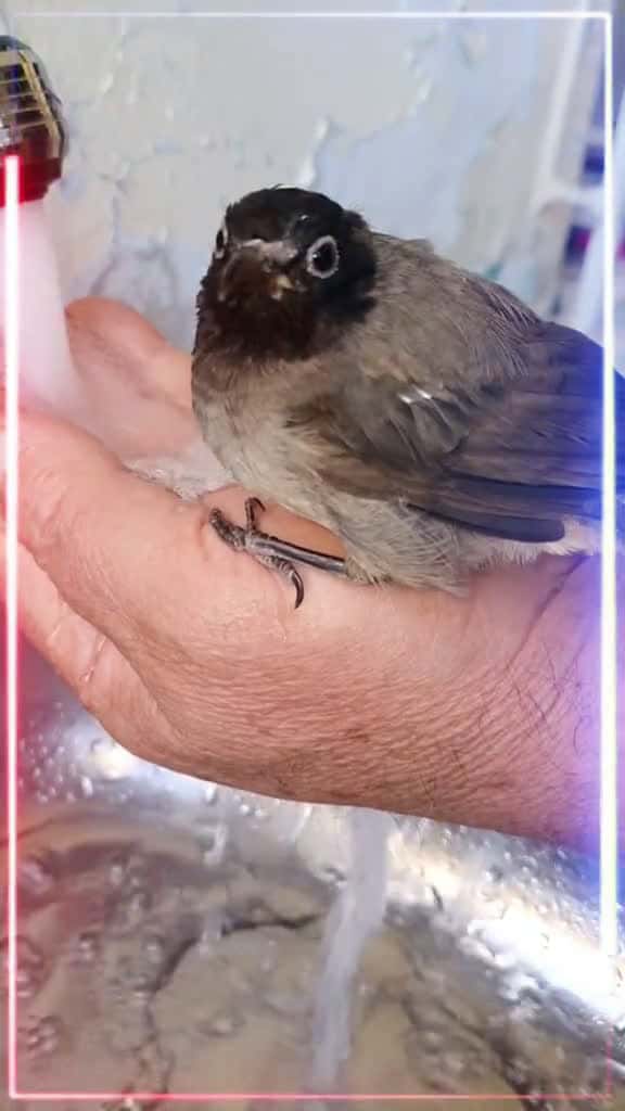 Cover for Lovely, isnt it##birdlover #foryou