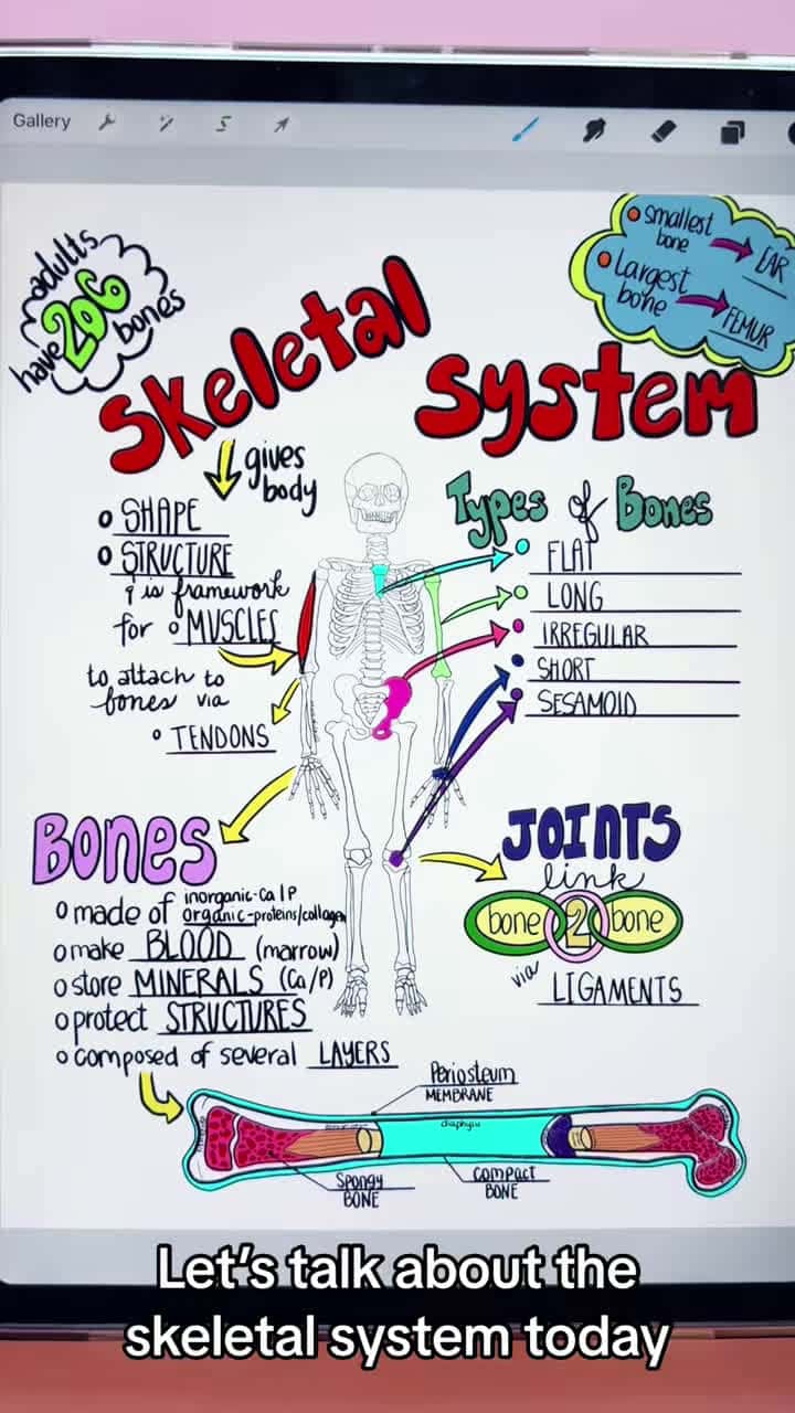 Cover for Skeletal System Basics #skeletalsystem #anatomy #sciencetok #nursingschool #nursingstudent #medstudent #studytok #skeleton #study #anatomyclass #anatomylesson #anatomyandphysiology #anatomyteacher