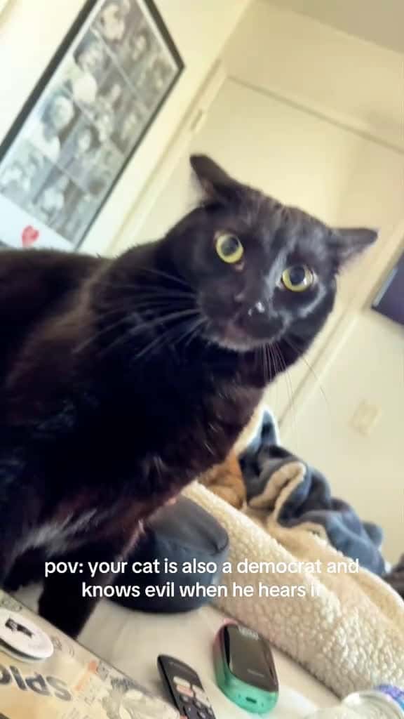 Cover for When your cat actually listens cat fyp catlover catsoftiktok 86879 #trendingscoopz