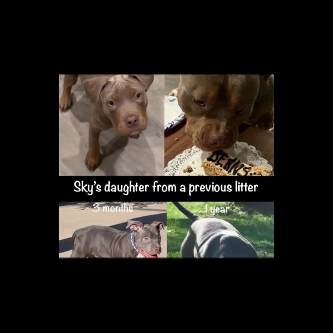 Cover for From bitty to beast!🐂 Just to give you an idea of how CH FMB’s “Maverick” and FMB’s “Sky” of RPBK’s pups transform into stunning adults.🤩 #transformation #puppy #adult #stunning #americanbully