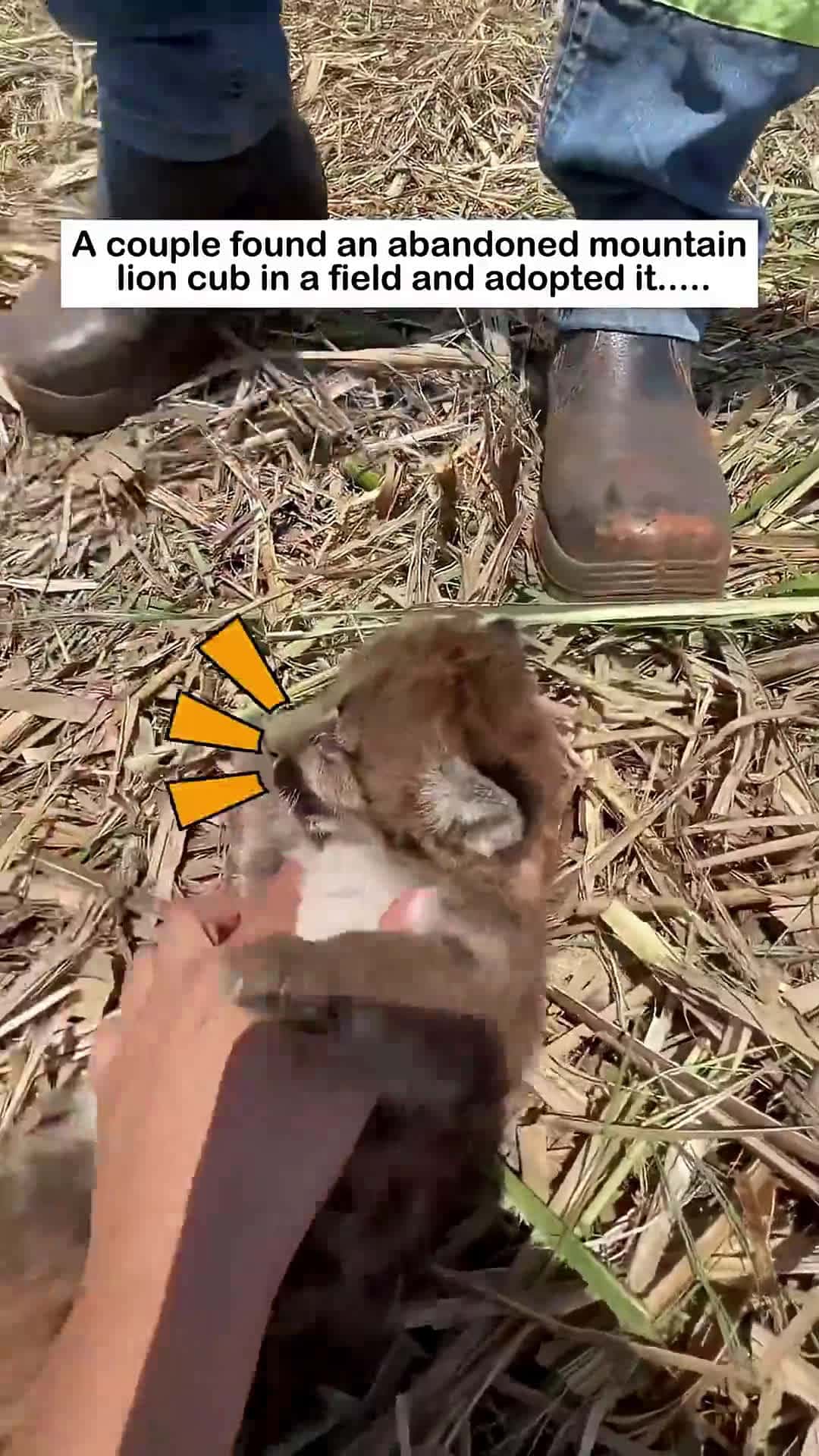 Cover for A loving home #wildliferescue #rescue #wildlife #animalfriendshipgoals #animals  #cute#mountain lion