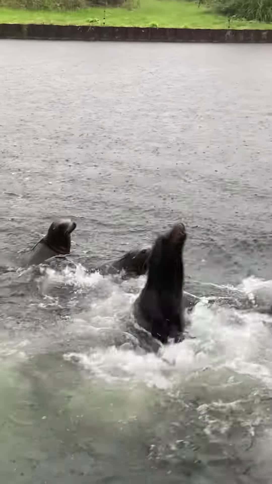 Cover for #FirstVideoChallenge Sea Lions Cruise with Boat and Get Fed.