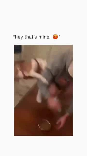 Cover for Funny and cute dogs compilation #funnydog #cutedog #dogoftiktok #doglover #dog #dogoftiktok #foryoupage #funnypet #doggo #talkinganimals #foryoupagereels #funnyanimals #foryou 842