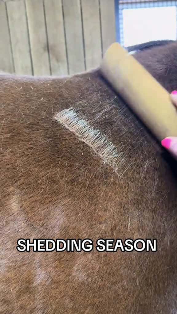 Cover for Sooooo satisfying satisfying satisfyingvideo shedding sheddingseason equestrianlife oddlys 20558 #trendingscoopz