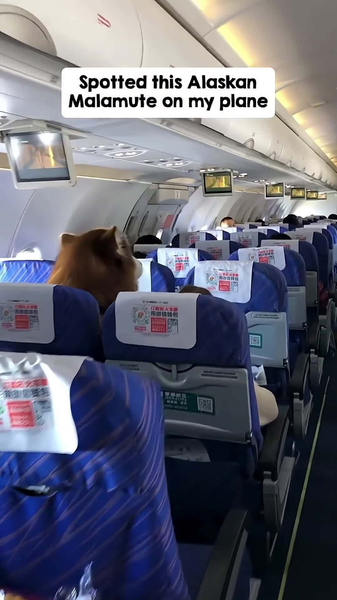 Cover for This is definitely a passenger I wouldn't mind setting next to ✈️