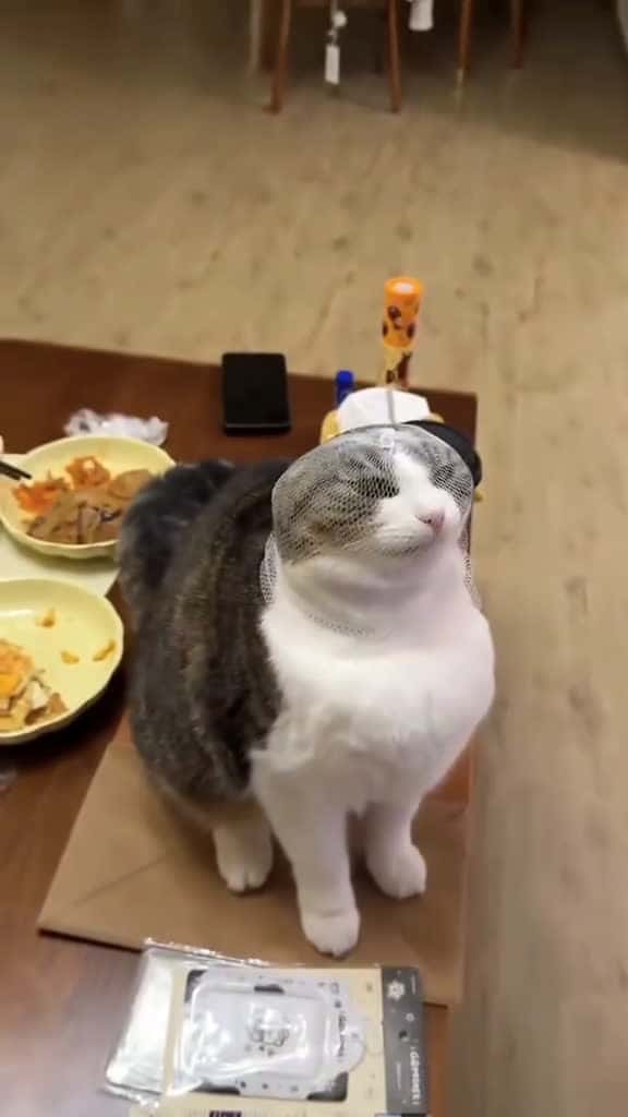 Cover for created by Funny Cat editor with Funny Cat editor’s original sound
