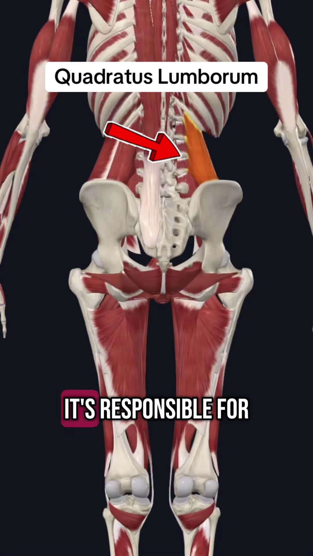 Cover for Follow for more!! #medical #medicalstudent #anatomyclass #anatomyandphysiology #anatomylesson #physicaltherapy #physicaltherapist #medicine #exercises #fyp #trending #medicaltiktok #healthcare #studyhacks #muscle