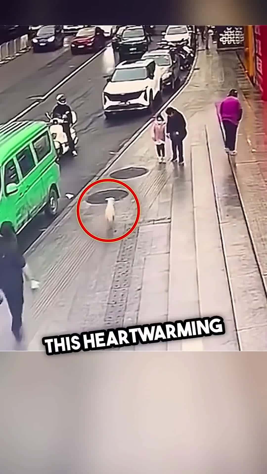 Cover for Lost Dog's Emotional Reunion with Owner Caught on Camera! (watch till the end)