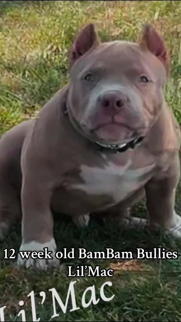 Cover for They don’t do them like BamBam Bullies does them. #fyp #foryou #foryoupage  created by Vega Guerriera with Moonlight MixRoom’s Im a Big Dog