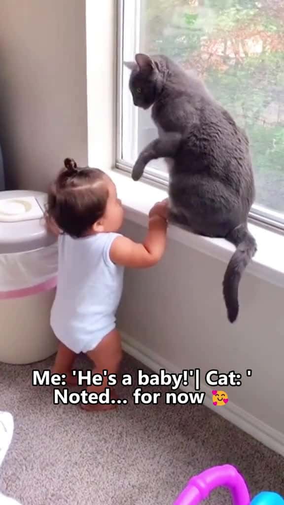 Cover for POV stay back tiny human cat fyp catlover catsoftiktok 15038 #trendingscoopz