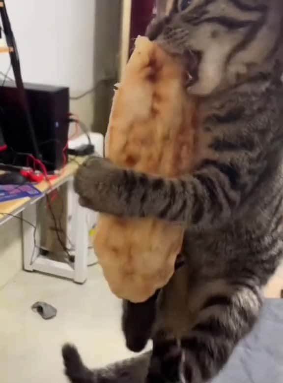 Cover for Food cat funnycat cats funnyvideos fyp 11886 #america