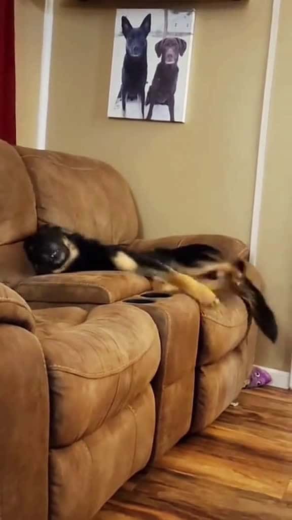 Cover for Try not to laugh when you watch funny dog animals funnyvideos cat haha pet funnypets PetsO 93006 #ilovescoopz