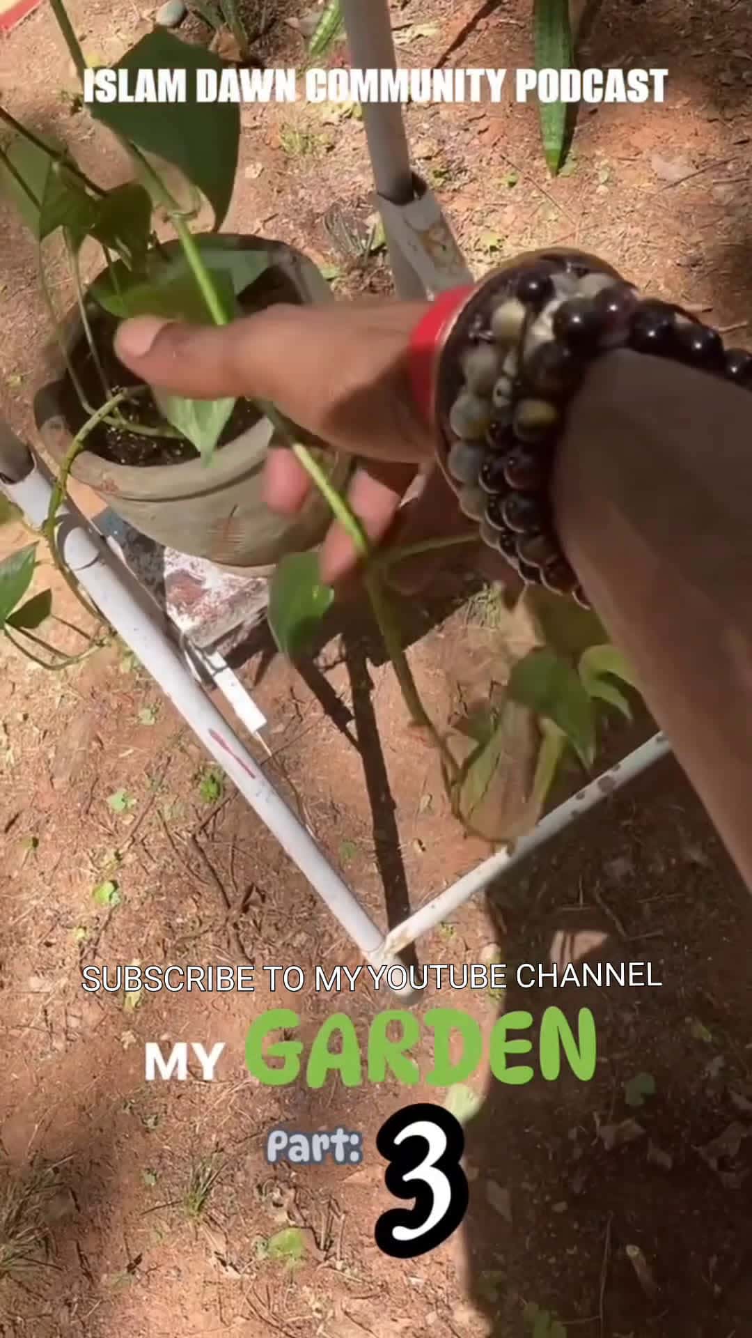 Cover for A Clip Of My Garden: Part 3 A Showcase Of My Progress I Have Made In My Personal Garden...  #viral #fyp #nature #plants #podcast #dailyvlog #youtubeshorts #garden #goviral #islamdawncommuintypodcast #peace 