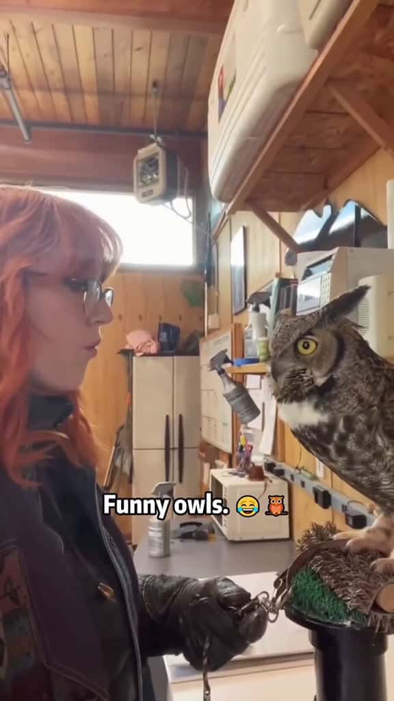 Cover for Adorable owls pet fun animal usa owl 73710 #nicevideo