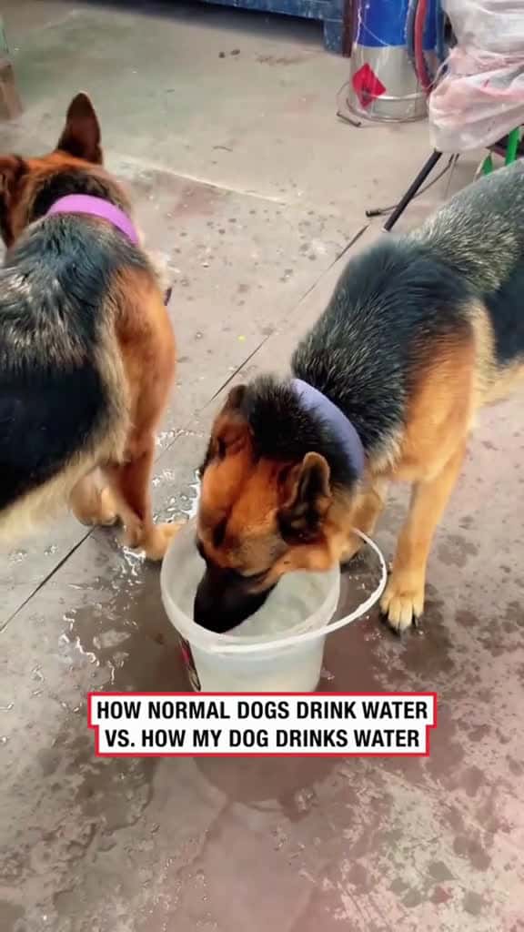 Cover for Howdodogsdrinkwater dog funny funnyanimals funnypets animals dogsofttiktok pet foryou long 90751 #us