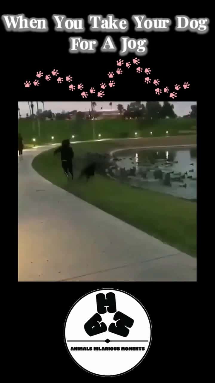Cover for When You Take Your Dog For A Jog#dogs #walkies #ducks #water #dragged #trending #following #viral #fyp #worldwide #AHMBrand