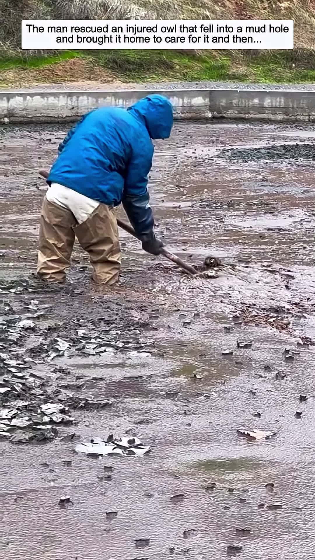 Cover for The man rescued an injured owl that fell into a mud hole and brought it home to care for it and then