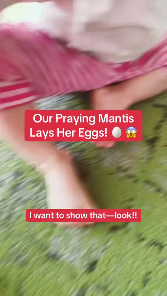Cover for 7-year-old Kay quizzes us while Kama the praying mantis lays her eggs for the first time! 🐞🥚 #prayingmantis #insects #egglaying