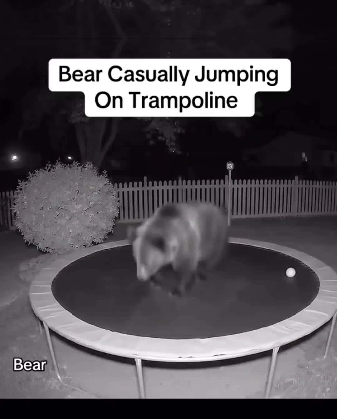 Cover for came outside to this bear just casually jumping on the trampoline #bear #fun  