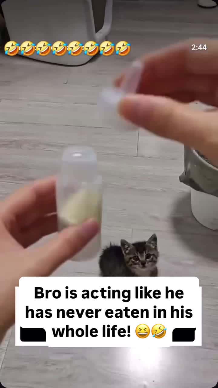 Cover for Very greedy little cat 🐱🤣🤣 #Fyp #Funny #explore #Cat