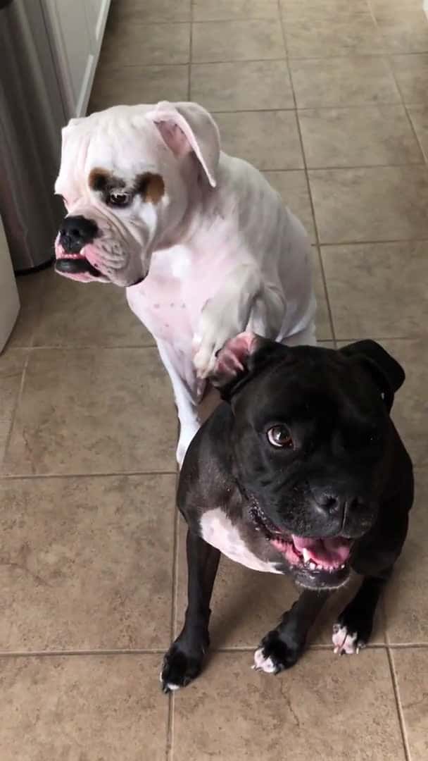 Cover for Dog puts his leg around other dog when asked who his best friend is