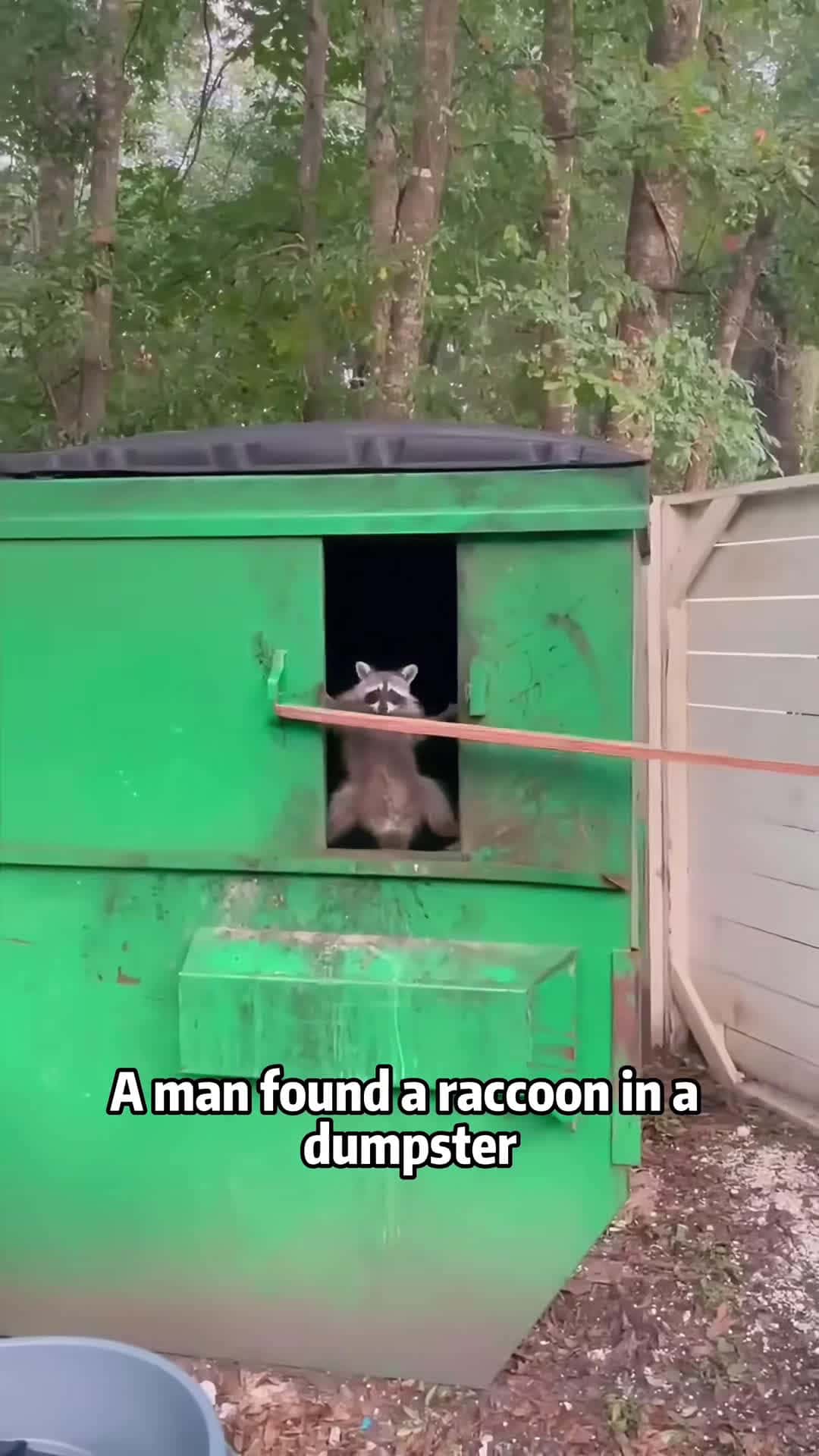 Cover for #FirstVideoChallenge Do you think this raccoon has successfully lost weight？ #raccoon