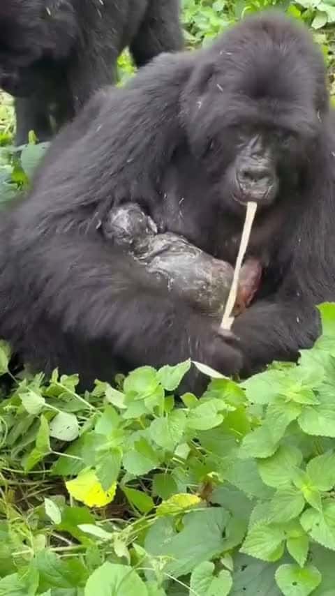 Cover for New Baby Arrival #gorilla group_ gave birth in the presence