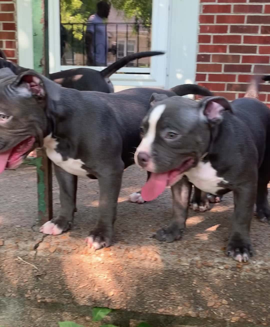 Cover for Would you like for one of them to be yours?🥰 #trending #americanbully #live #followforfollow #puppylife