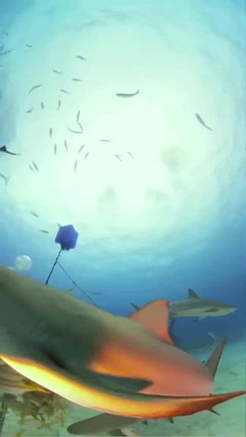 Cover for Thankful for the incredible sharks in the ocean! Happy Thanksgiving! #shark #sharks #explore #nature_0433 (2)