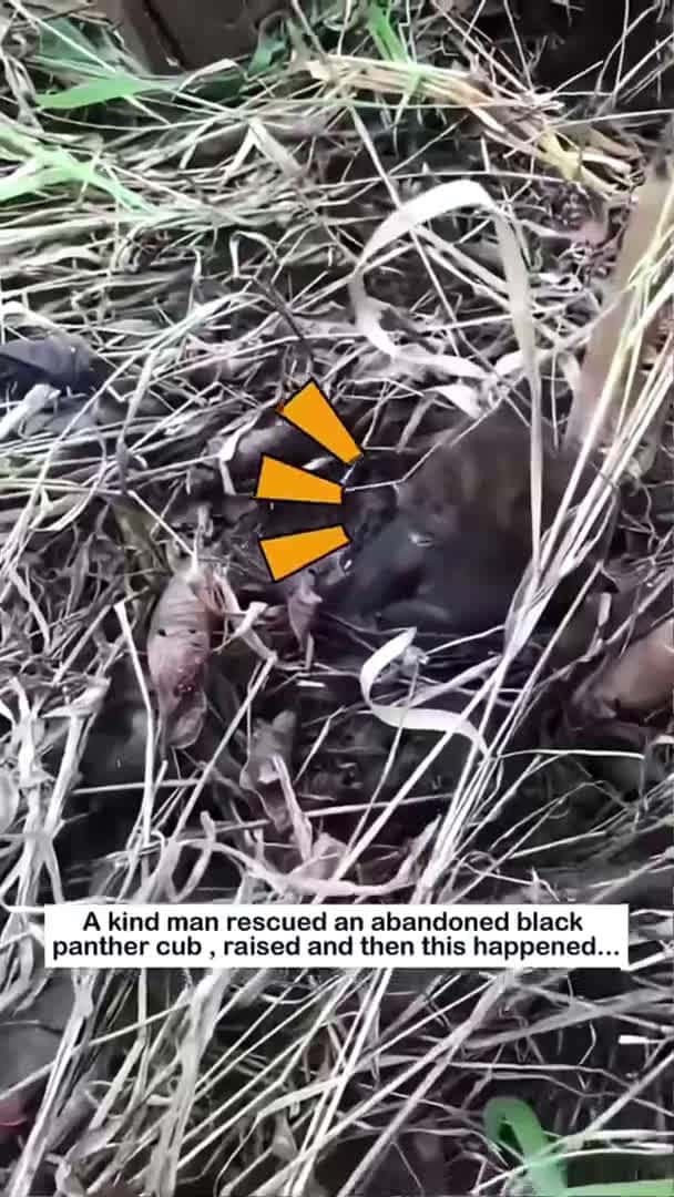 Cover for Big raccoon family #animals #cute #animallife #animalfriendshipgoals#wildlife #raccoon_119 (2)