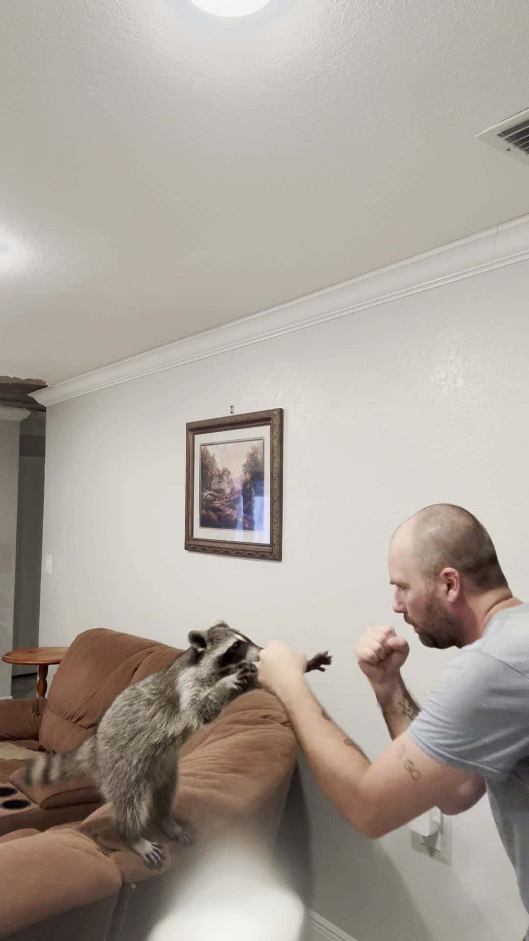 Cover for Boxing lessons aren’t going well for his upcoming action movie role  #raccoon  #exoticpets  #pets  #furbabies  #viralvideo