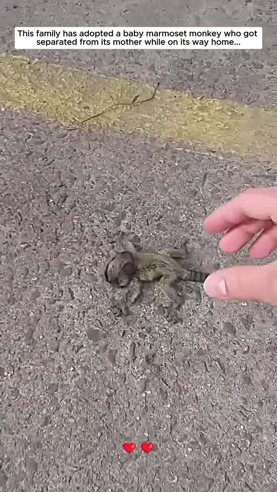 Cover for This family adopted poor baby marmoset monkey then marmoset monkey short