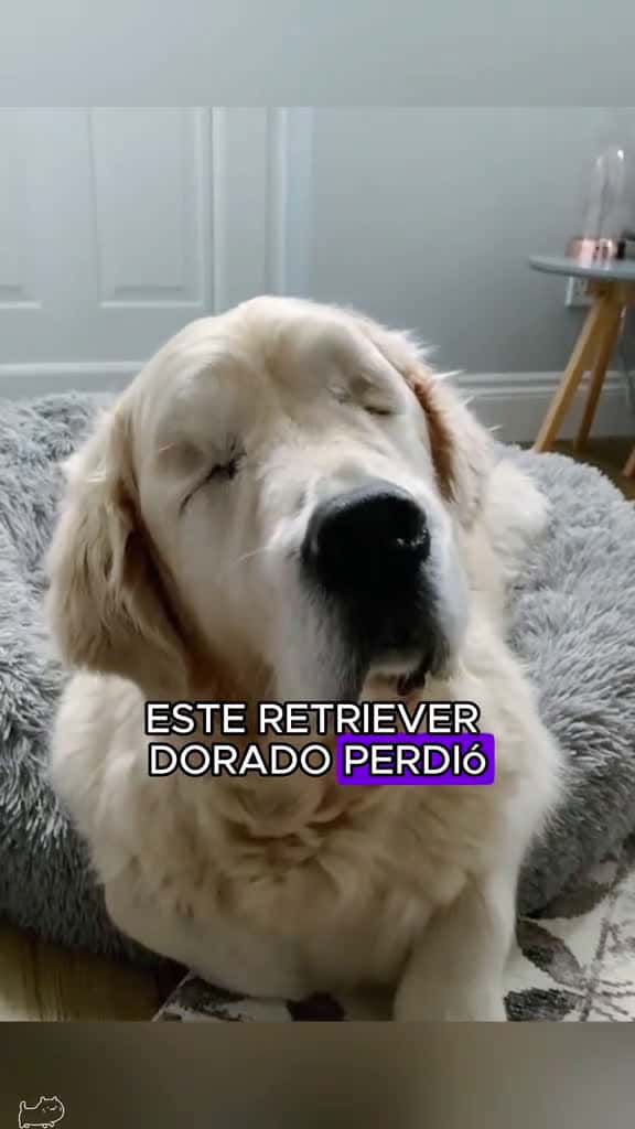 Cover for Historias conmovedoras tiktok foryou pet Love animals dog funnyvideos 95006 #american