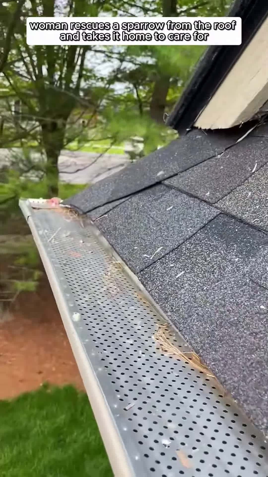 Cover for woman rescues a sparrow from the roof and takes it home to care for animals
