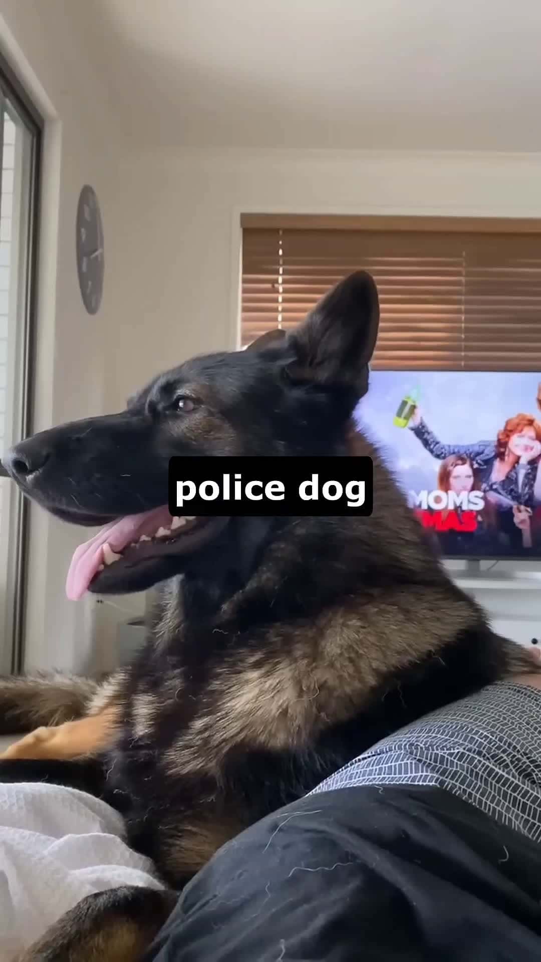 Cover for Old habits die hard 🐾👮‍♂️ This retired K9 still knows the magic word… 😂 #RetiredK9 #PoliceDogLife #GoodBoyForLife #K9Instincts #DogHumor #WorkingDog #StillOnDuty