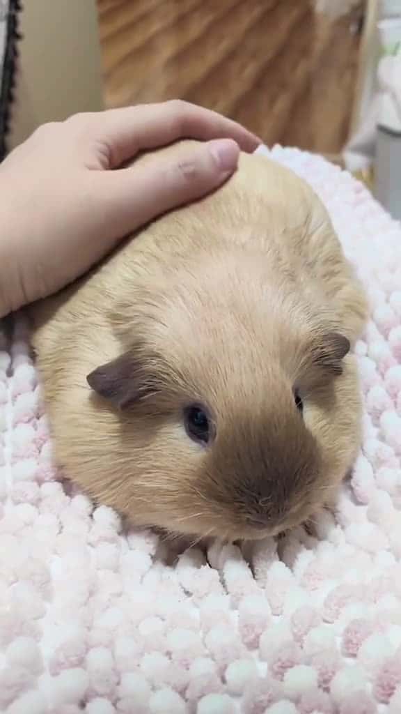 Cover for Super cute guinea pig do you like it guineapigs pet pettraining funny cutepet pet 87851 #shortvideosscoopz