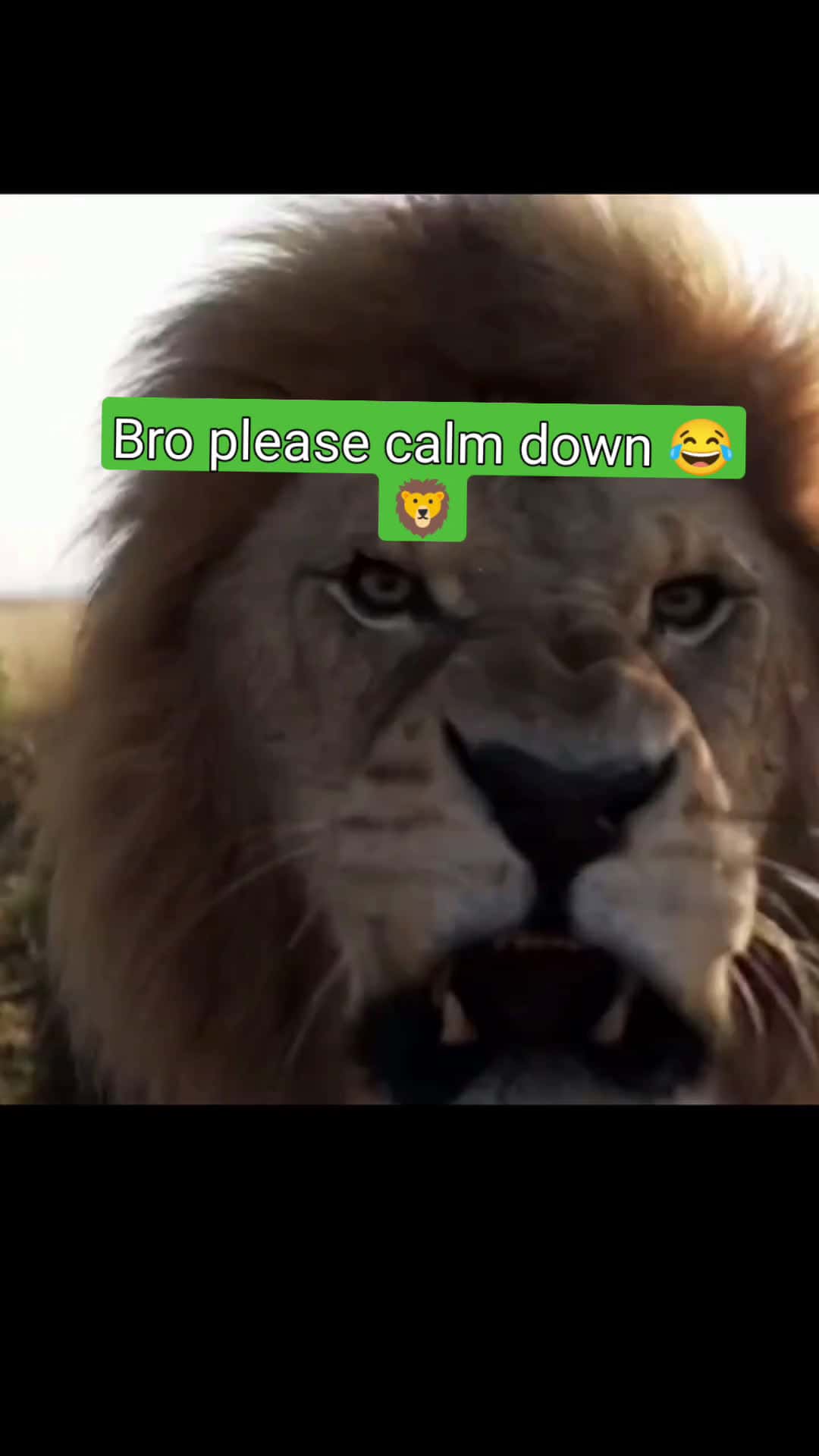 Cover for Imagine telling him to calm down 😂 🦁  #wildlife  #lion  #park  #viral #CaughtOnCamera