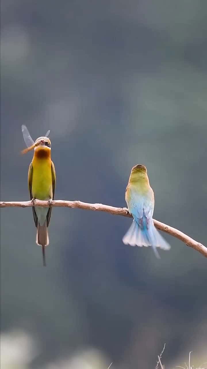 Cover for Love is in the air literally All bird lovers gather Come do a birding safari in east Africa for an opportunity to see a variety of bird species Click the contact tab on our