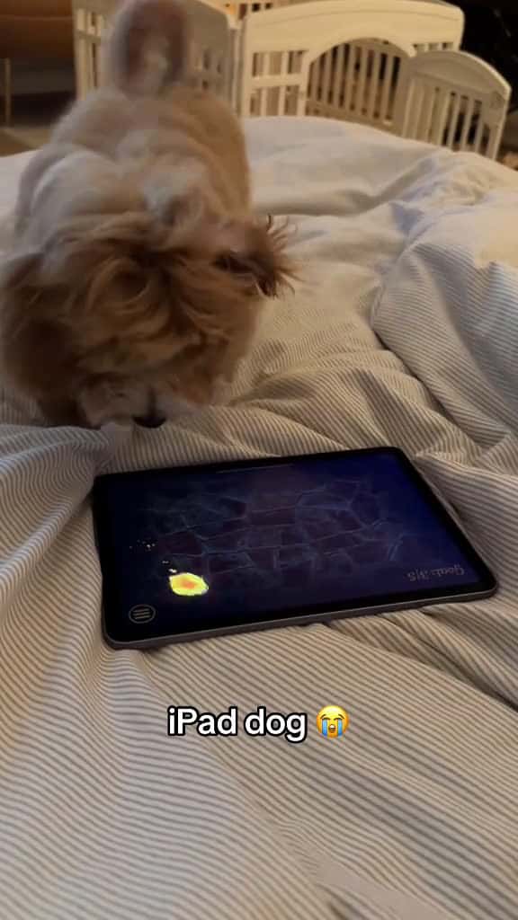 Cover for The way she gets so excited  Bailey dog dogsoftiktok cute wholesome funny hoest 95686 #followMe