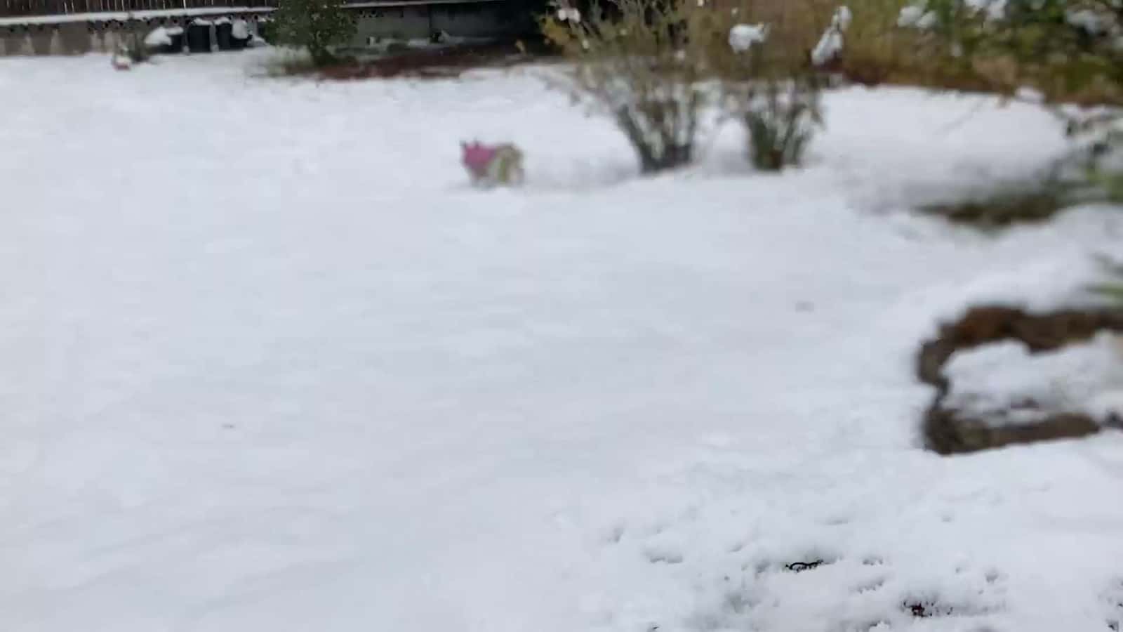Cover for Starsha, my sweet little girl, running around in the snow.