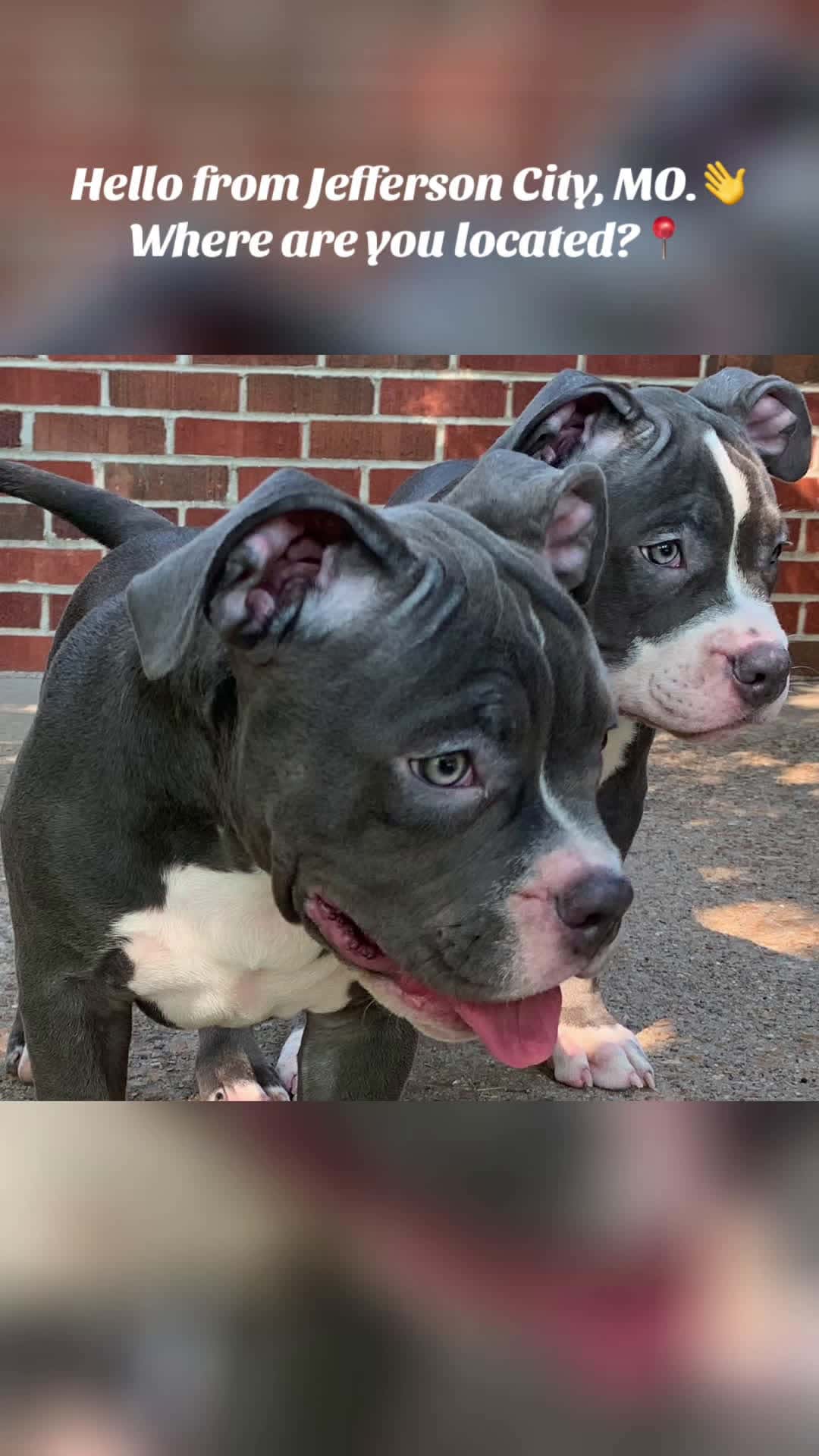 Cover for Hello from Jefferson City, MO.👋 Where are you located?📍 #Missouri #Location #Hello #AmericanBully #Puppies