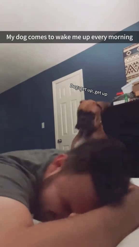 Cover for Funny Boxer dogs #dogsoftiktok #dogtok #dog #dogs #funnyvideos #funny #pet #doglife #dogfunny  created by hilariousdogs11 with hilariousdogs11’s original sound