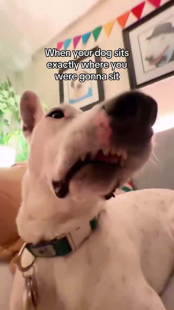 Cover for Biscuit does this on purpose #dogs #rude #comedy #wtf #rescuedog  created by MisterMainer with Laughing Goblin’s original sound