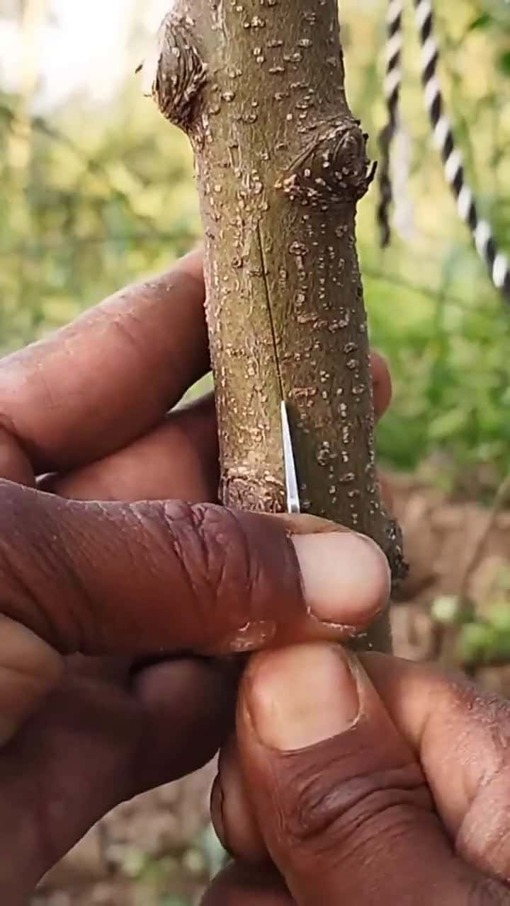 Cover for Discover this amazing tree grafting technique! 🌱🌳 #Grafting #GardeningHacks #TreeLovers